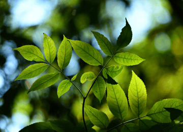 Environment, Health & Safety Management
